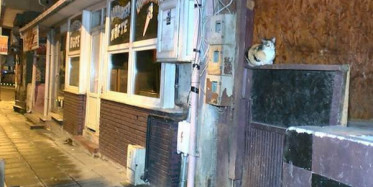 Kedileri Kesip Yediğini Açıkladı