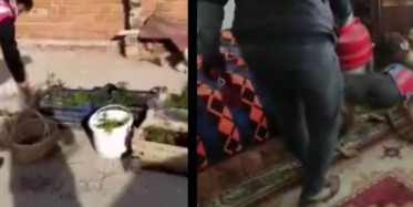 Çatıda Kenevir Yetiştirdi, Jandarma Bastı!