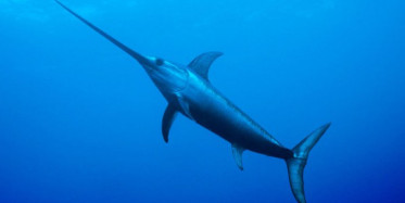 Denizlerin En Hızlı Balıkları