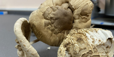 Kilosu 3 Bin TL'den Satılıyor!