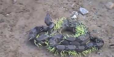 Kirpi Yemeye Çalışan Yılanın Sonu