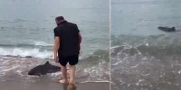 Kıyıya Vuran Yunusu Böyle Kurtarıldı