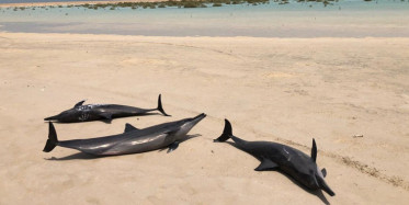 Kızıldeniz Kıyısında 40 Yunus Mahsur Kaldı