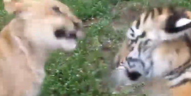 Yavru Hayvanların Oyun Keyfi