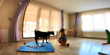 Kocaeli'de Sınıfta Keçi Var