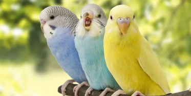 Kocaeli’nde İş Sağlığı Eğitimi Alan Adam Kalp Masajı Yaparak Muhabbet Kuşunu Hayata Döndürdü