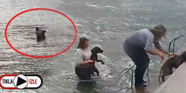 Veteriner Suda Boğulma Tehlikesi Geçiren Köpeğin İmdadına Yetişti