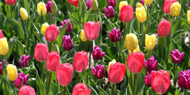 Konya'da Laleler Renk Cümbüşü Oluşturdu