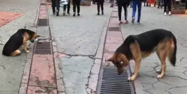 Kocaeli'de Her Gün Aynı Yere Bakan Köpek Dikkat Çekiyor