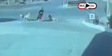 Köpek Ordusu Yaşlı Kadına Saldırdı
