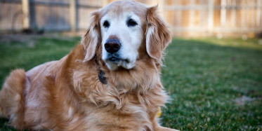 Köpek Her Gün Hamile Kadının Karnını Yalıyordu, Doktora Gidince Şok Edici Gerçeği Öğrendiler!