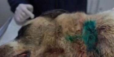Boynundan Vurulan Köpek Hayata Döndürüldü