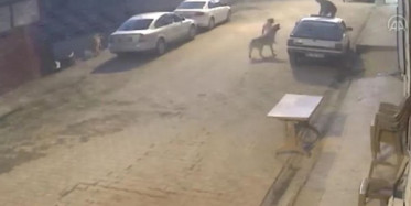  Sokak Köpeklerinin Saldırısından Bakın Nasıl Kurtuldu