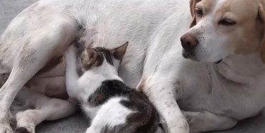 Sokak Köpeği Kedi Yavrusuna Annelik Yapıyor