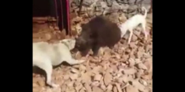 Köpekleri Domuzdan Ayıramayan Avcılar