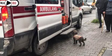 Esenyurt'ta Sahibi Bıçaklanan Köpek Yanından Ayrılmadı