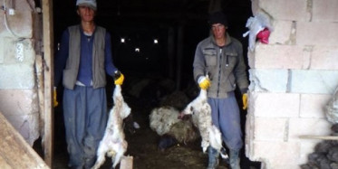 Kurtlar Mezraya Girdi 79 Koyunu Telef Etti