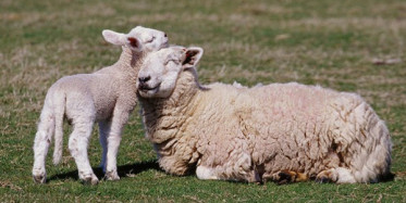 Koyunların Kuzulara Kavuşma Görüntüsü Güzel Anlara Sahne Oldu