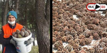 Kaz Dağları'ndaki Çam Fıstıklarıyla Geçimini Sağlıyor