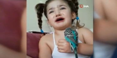 Küçük Zeynep'in Ölen Kuşu İçin Gözyaşı Döktüğü Anlar Duygulandırdı