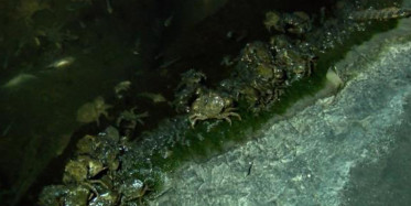 Küçükçekmece Gölü'nde Çevre Kirliliğinden Balık ve Yengeçler Kıyıya Vurdu