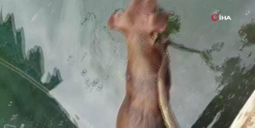 Küçükçekmece'de İpe Bağlanarak Göle Atılan Köpek Öldü