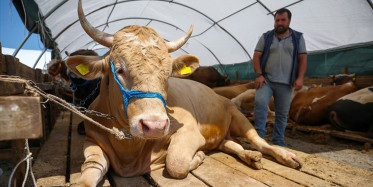 Kurban Fiyatlarına Bu Yıl Zam Yok!