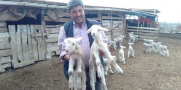 2 Aylık Kuzu Peşinden Ayrılmıyor