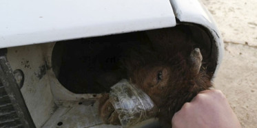 Kuzuları Gümrükten Kaçak Geçirmek İçin Arabanın Farına Sakladılar