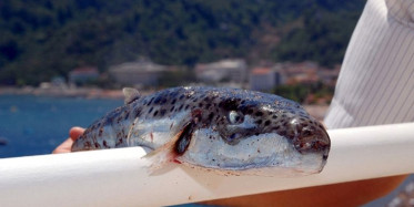 Lara Sahilinde Görülen Zehirli Balon Balıkları Tedirgin Etti