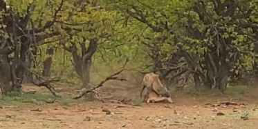 Leopar, Yakaladığı İmpalayı Sırtlana Kaptırdı
