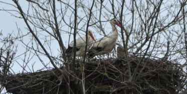 Yumurtası Olan Leyleklerin Sevinci Kameralara Yansıdı