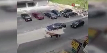 Lübnan'da Yolda Koşan At Otomobile Çarptı