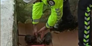 Malatya Polisinin Yavru Köpeklere Kucak Açtığı Anlar