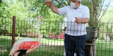 Manisa'da Ayağı Yanan Flamingonun Yardımına Hayvanseverler Koştu