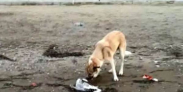 Sokak Köpeğinin Ölen Martıyı Toprağa Gömdüğü Anlar Kamerada