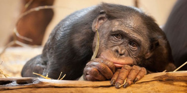 Maymunların Yürek Burkan Hallerinin Sebebi Ortaya Çıktı!