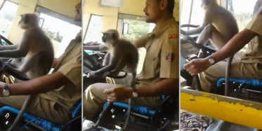 Hindistan'da Şoför Direksiyonu Maymuna Emanet Etti