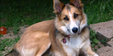 Gerçekte Var Olan 5 Melez Hayvan