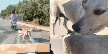 Mersin’de Anne Köpek ve Yavrusunu Elektrikli Bisikletin Arkasına Bağlayarak Eziyet Etti