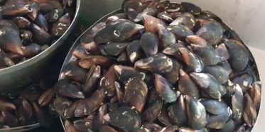 İzmir'de 100 Kilo Midyeye El Konuldu