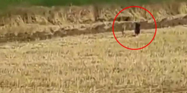 Mısır Tarlasındaki Domuzlar Tedirginliğe Neden Oldu