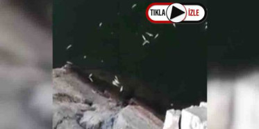 Nallıhan'da Balıklar Toplu Ölümü Vatandaşı Tedirgin Etti