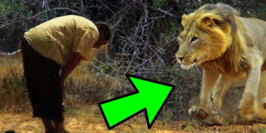 Namaz Kılan Adamı Gören Aslan Bakına Ne Yapıyor!