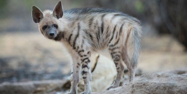 Nesli tükenmekte olan Çizgili Sırtlan görüntülendi