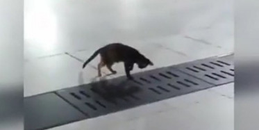 Böyle Bir Av Görülmedi!