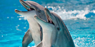 Okyanusun Dibinde Yunusları Hissetmek!