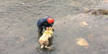 Ordu'da Çaya Düşen Köpeğin İmdadına İtfaiye Yetişti
