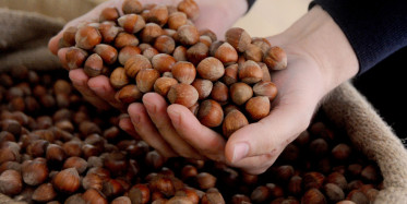 Ordu’da Sezonun İlk Fındığı Tezgahlarda Yerini Aldı