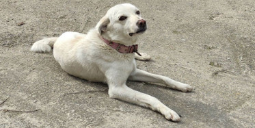 Ordu’da Vefalı Köpek Hastane Önünde Sahibini Bekledi